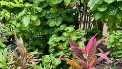 Image result for Pentas schumanniana