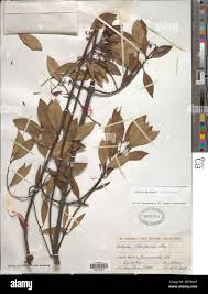 Image result for Schizozygia coffaeoides