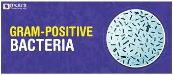 Stabilised by teichoic acid and lipoteichoic allows differentiation between gram positive and gram negative organisms based on colour. Gram Positive Bacteria Characteristics And Structure