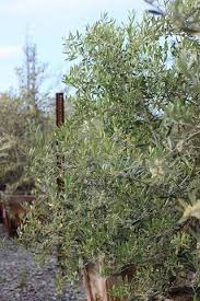 Image result for Olea europaea