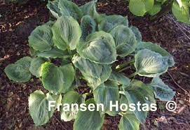 The height is 55 to 60 cm and the growth is medium. Hosta Dark Shadows Fransen Hostas