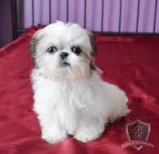Amy The Female Shih Tzu New Jersey Shih Tzu Breeders Shih Tzu Breeders Shih Tzu Shih Tzu Puppy