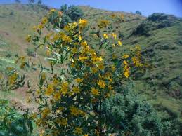 Image result for Guizotia