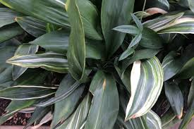 Image result for Aspidistra