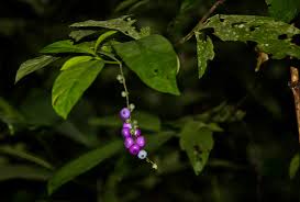 Image result for Bertiera aethiopica