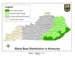 All trucks and commercial vehicles must weigh at kentucky weigh stations when they are open. Black Bears Kentucky Department Of Fish Wildlife
