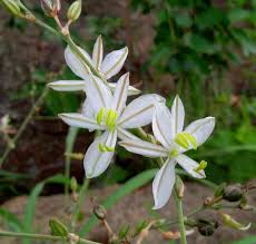 Image result for Chlorophytum galpinii