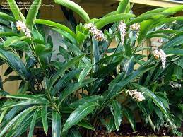 Shell Ginger Front Yard Plants Pretty Plants Trees To Plant