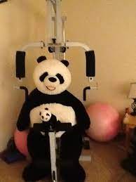 Are Big Panda From Costco 52 Inches Tall