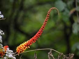 Image result for Moullava