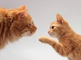 (sweet) (fresno) pic hide this posting restore restore this posting. 5 Tips For Introducing A Kitten To Adult Cats Fear Free Happy Homes