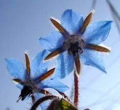 We did not find results for: Liste Des 148 Plantes Medicinales Liberees C Est A Dire En Vente Herboristerie Flore Sauvage Et Medicinale