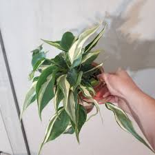 It is one of the best types of philodendron! 4 Philodendron Sp Rio