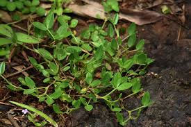 Image result for Zornia pratensis