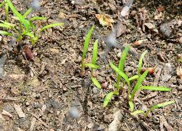 Companion planting plant with bean seeds, brassicas, chives, leeks, lettuce, onions, peas, peppers, pole beans, radish, rosemary, sage, and tomatoes. Growing Carrots In Florida Varieties When To Plant