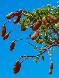 Image result for Hymenaea courbaril