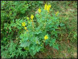 Image result for Crotalaria comosa
