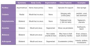 phylum comparison chart key 2019