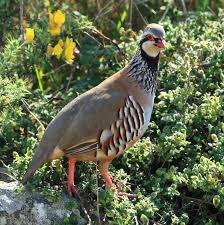 True Love Simple Bird On Tree Drawing On The First Day Of Christmas My True Love Gave To Me A Partridge In A Pear Tree Red Legged Partridge Photo From Wikipedia Con Imagenes Aves De Colores Aves