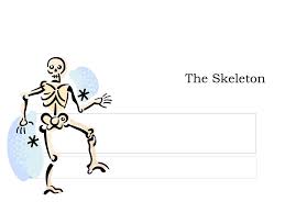 Ppt The Skeleton Powerpoint Presentation Free Download Id 2251885
