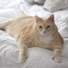 If your cat weighs 18 pounds, for example, her ideal weight may be around 10 to 12 pounds. Iambronsoncat Fat Cat On Instagram Losing Weight People Com