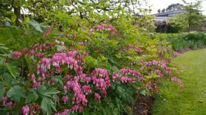 See full list on thespruce.com 15 Different Types Of Bleeding Heart Flowers Garden Lovers Club