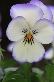 Pin On Pansy Faces