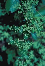 Image result for Lygodiaceae