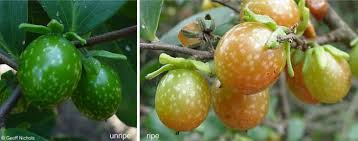 Image result for Dovyalis sp. A