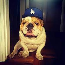 Patron English Bulldog New Era Dodgers Cap English Bulldog Dodger Dog Dodgers