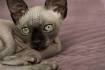 Sphynx Cats: What You Should Know Before You Buy One ...