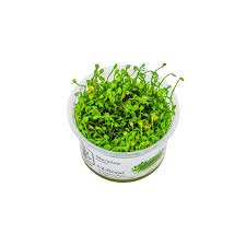 Image result for Marsilea minuta