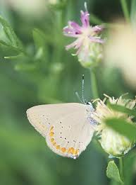 Image result for Satyrium sceptrum