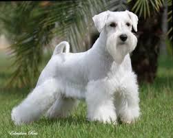 Dog Breed Information Schnauzer Grooming White Miniature Schnauzer Schnauzer Breed