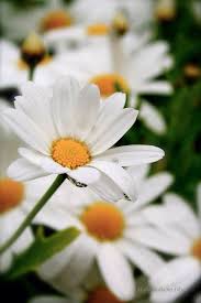 Daisy flower