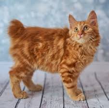 Amerikan Bobtail Kedisi Ozellikleri Ve Bakimi Pet Ihtiyac
