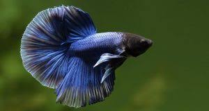 There's a problem loading this menu right now. Betta Fish Online The 1 Betta Splendens Information Resource