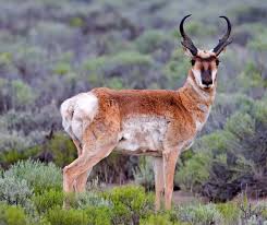 See the presented collection for pronghorns coloring. Pronghorn Wikipedia