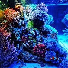 Just A Quick Shot Before I Go To The Cinema To Watch Starwars Reefscape Aquarium Aquascaping Aquascape Fish Reefi Salt Water Fish Reef Tank Marine Tank