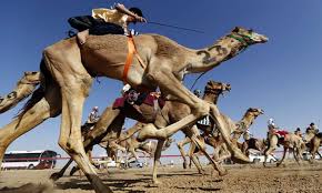 Have you ever _____ a camel? Picture Desk Live The Best News Pictures Of The Day News The Guardian