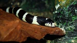 Kobra, krait, viper pohon, ular tanah, keelback leher merah, ular cabai. Taipan Pedalaman Hingga Weling Kenali 6 Ular Paling Mematikan Di Dunia Global Liputan6 Com