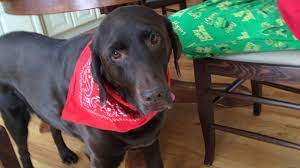 12 Friendly Facts About Labrador Retrievers Mental Floss