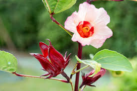 Image result for Hibiscus noldeae