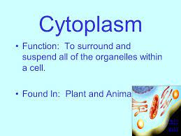 We did not find results for: Cell Organelles Ls 2a I Will Understand Cell Structure And Organelles Ppt Video Online Download