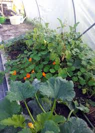 Check spelling or type a new query. Polytunnels And Organic Growing Over The Winter Months
