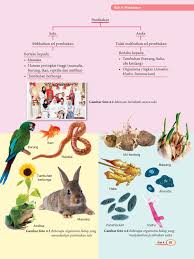 Pokok ubi keledek mempunyai dua cara pembiakan iaitu ____ dan batang bawah tanah. Nyatakan Satu Cara Pembiakan Pokok Ubi Keledek