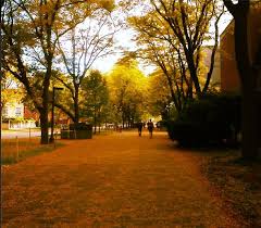 October View Of The Path To The Athletic Centre Athletic Center Green Lawn Campus