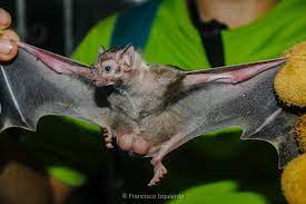 Check out the pronunciation, synonyms and grammar. Photos Of White Winged Vampire Bat Diaemus Youngi Inaturalist