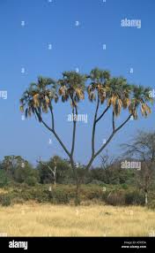 Image result for Hyphaene coriacea