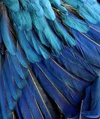 Bippity Boppity Boo Blue Inspiration Blue Feather Blue Color